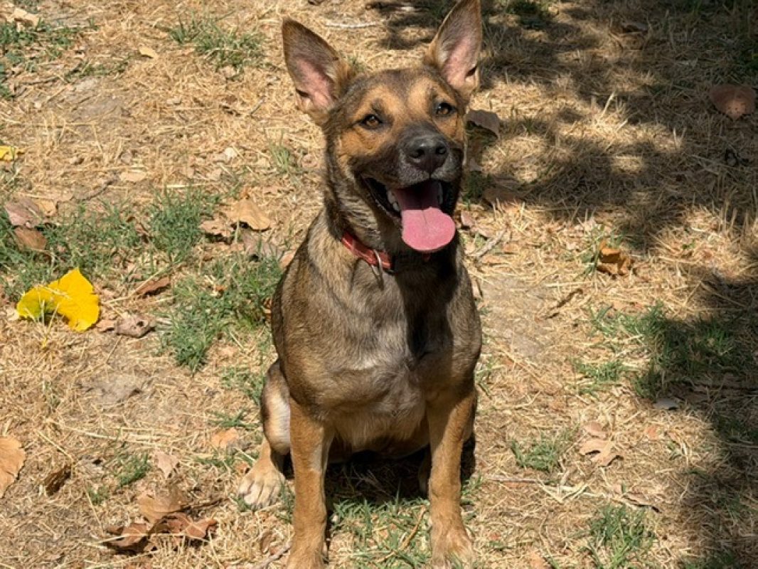 Amya - Chien Berger à adopter