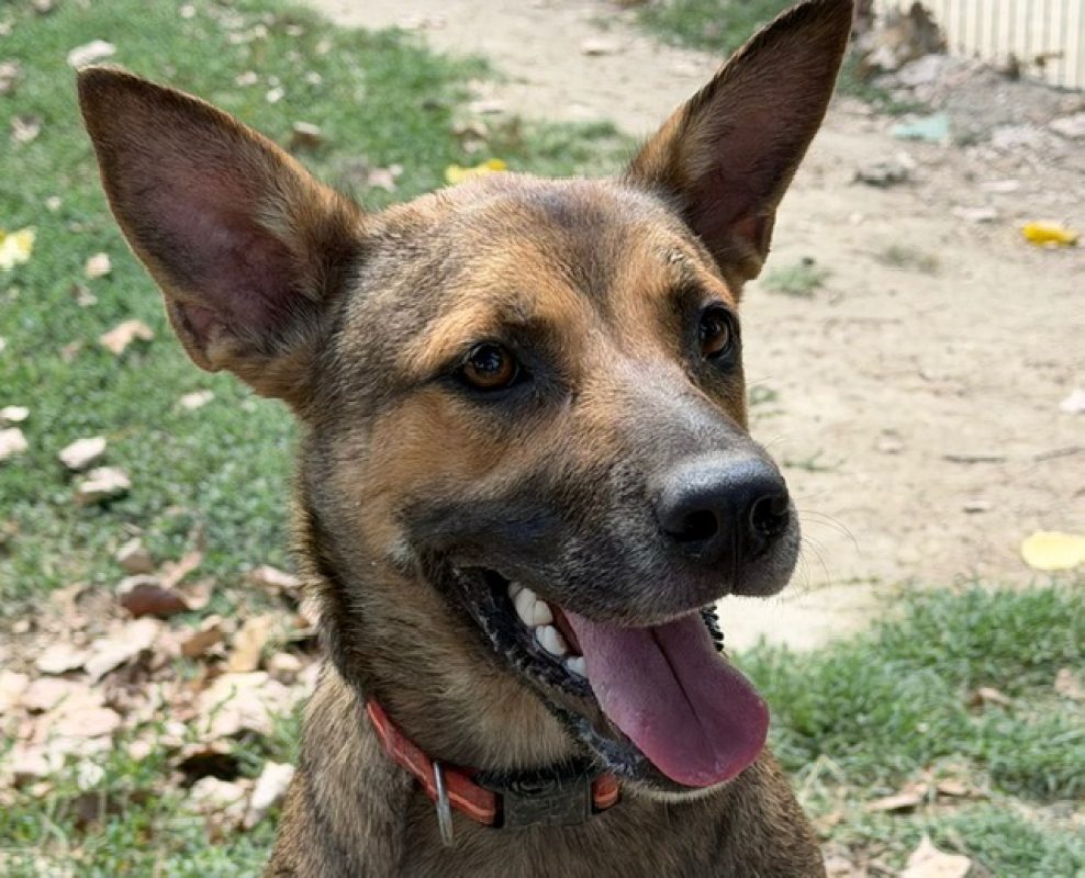 Amya - Chien Berger à adopter - photo 2