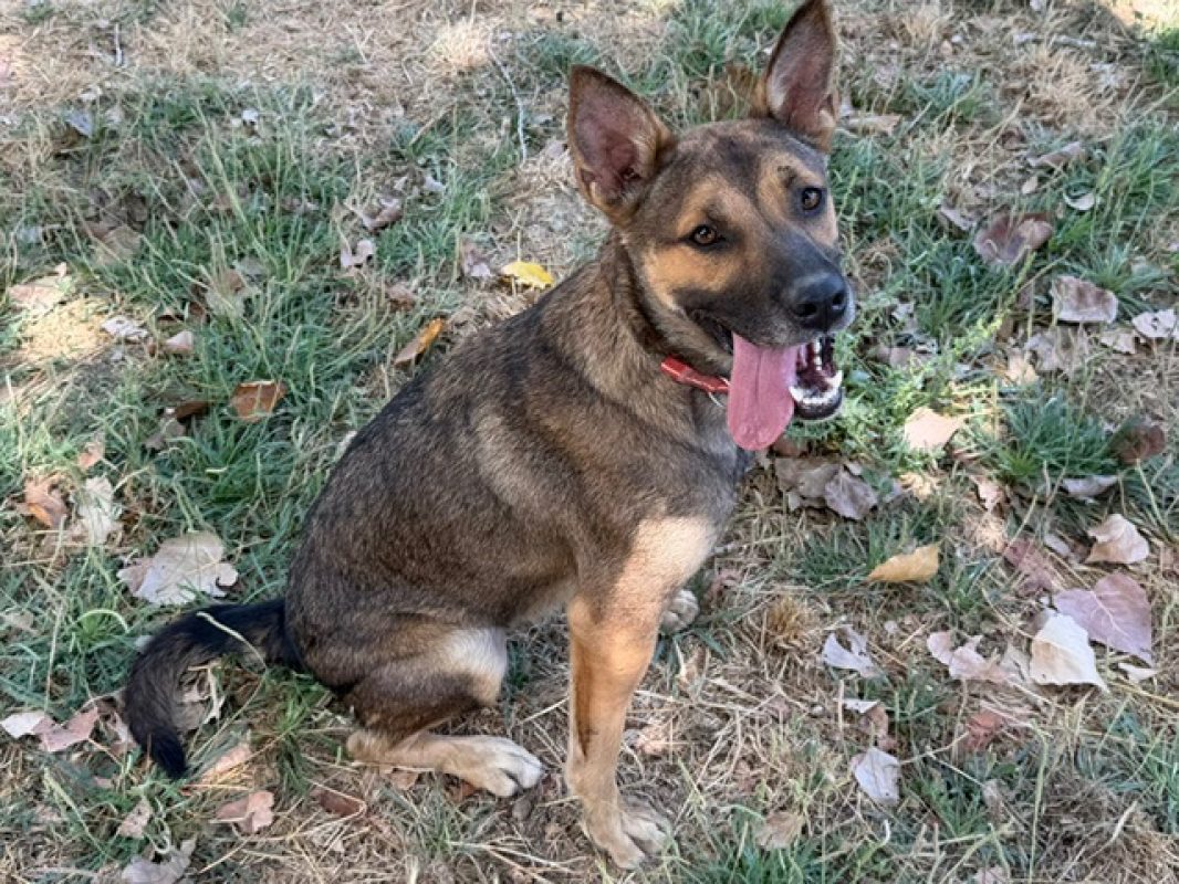 Amya - Chien Berger à adopter - photo 3