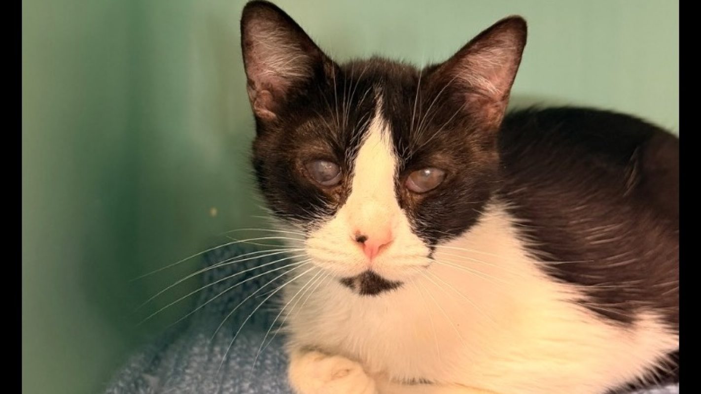 Drayko - Chat Européen à adopter