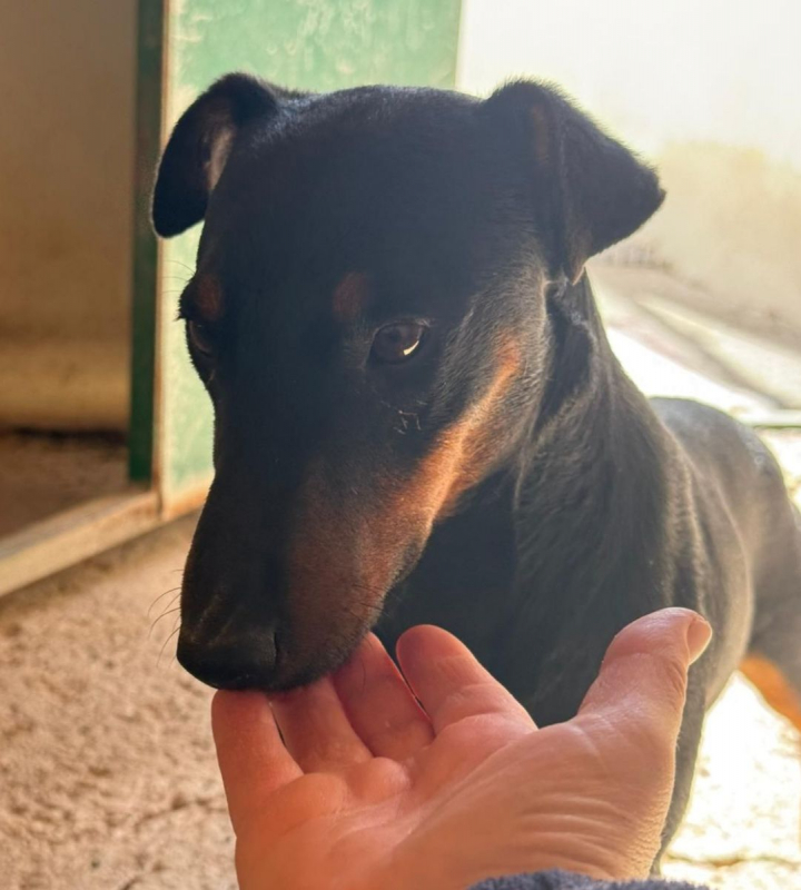 Gaspar - Chien à adopter