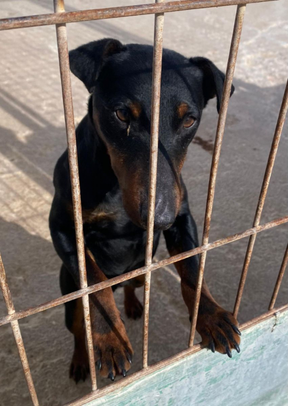 Gaspar - Chien à adopter - photo 3