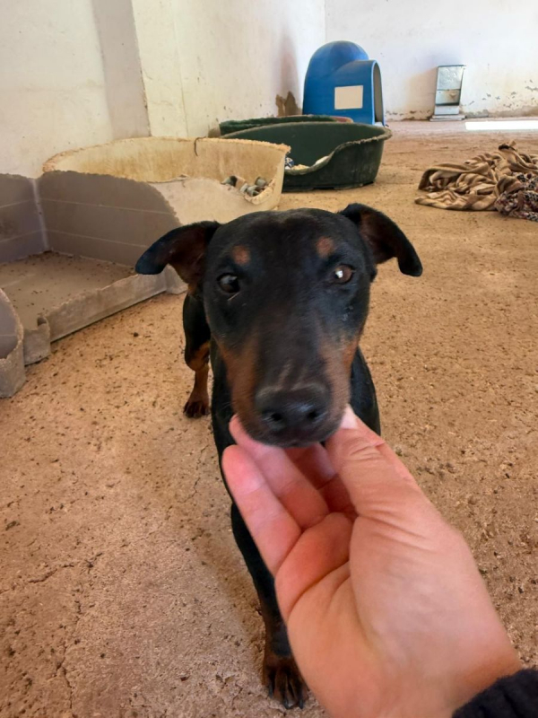 Gaspar - Chien à adopter - photo 5