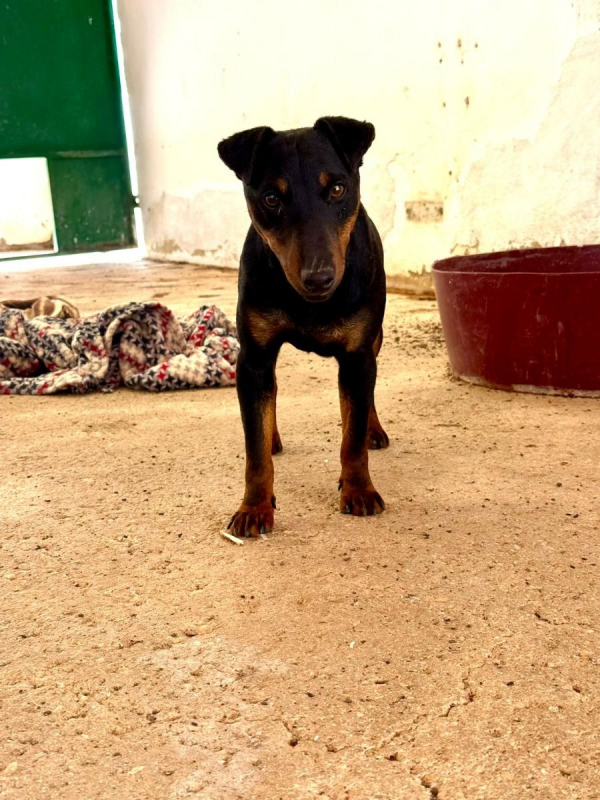 Gaspar - Chien à adopter - photo 2