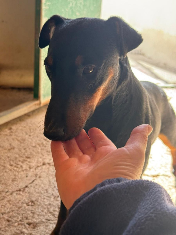 Gaspar - Chien à adopter - photo 4