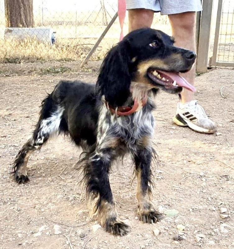 KORA - Chien Epagneul Breton x Setter Anglais à adopter