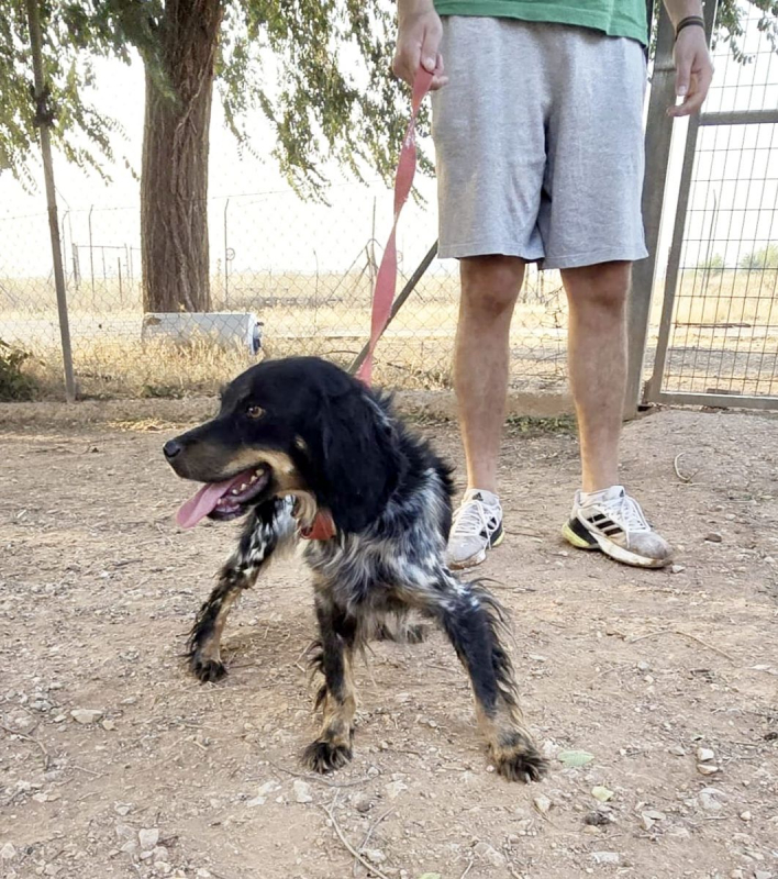 KORA - Chien Epagneul Breton x Setter Anglais à adopter - photo 4