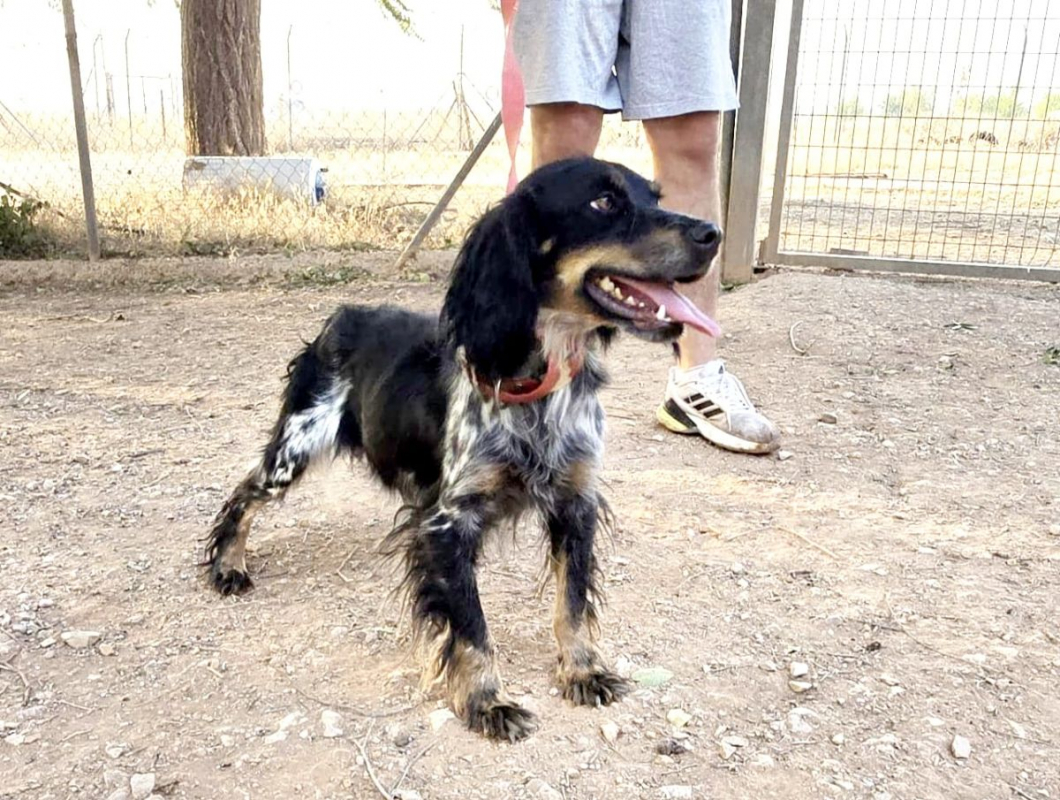KORA - Chien Epagneul Breton x Setter Anglais à adopter - photo 3