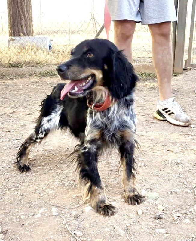 KORA - Chien Epagneul Breton x Setter Anglais à adopter - photo 2