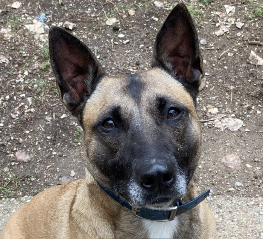 Bella - Chien à adopter