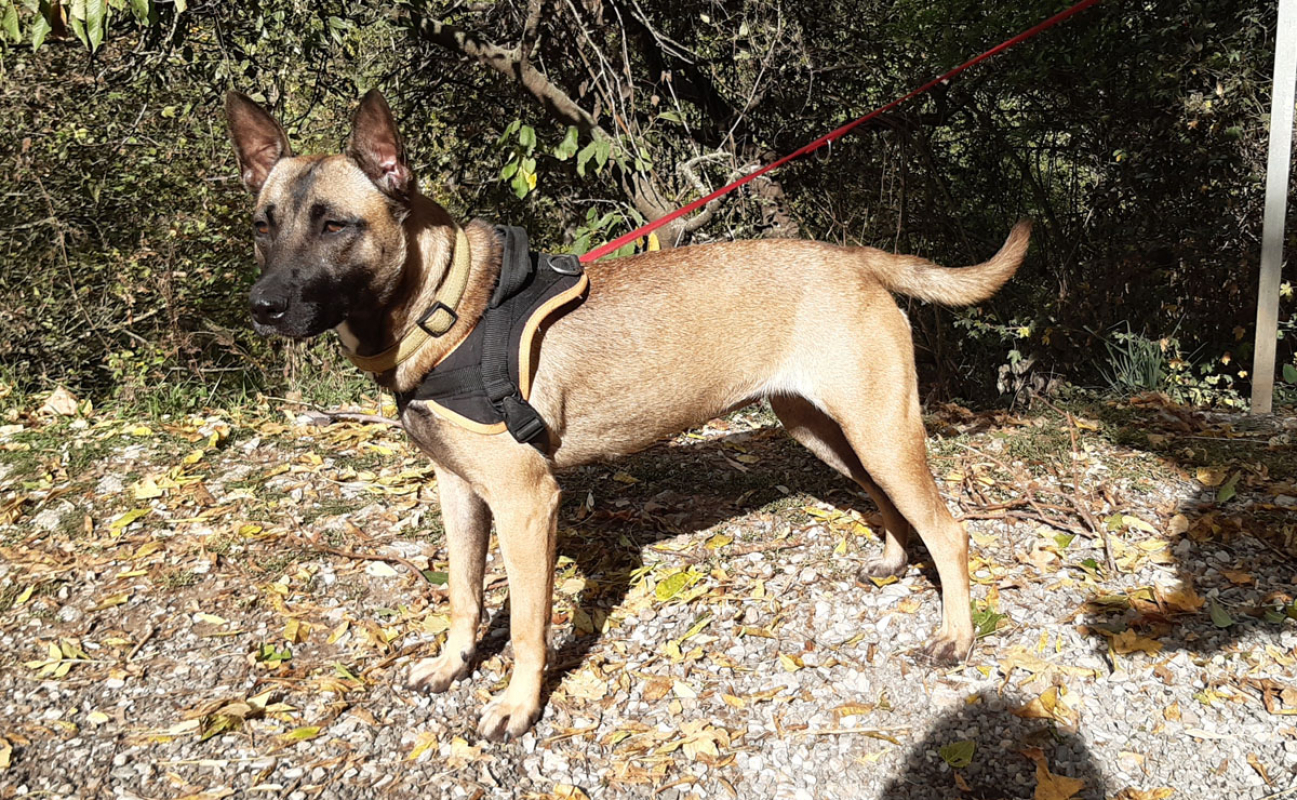 Bella - Chien à adopter - photo 2