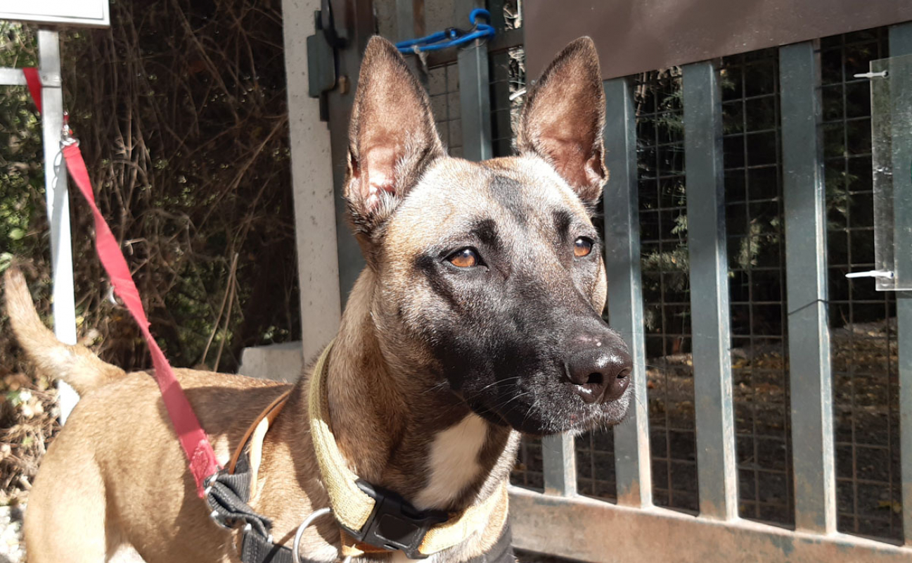 Bella - Chien à adopter - photo 3
