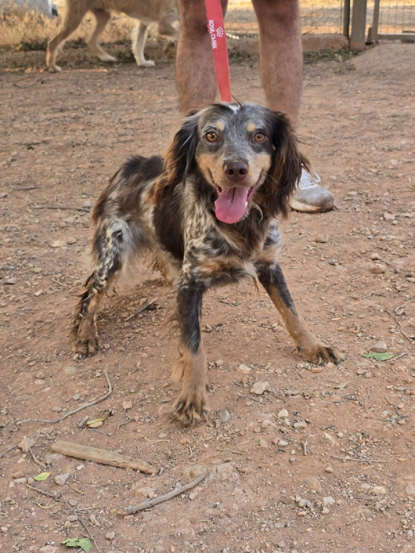 Cari - Chien Epagneul Breton x Setter Anglais à adopter - photo 3