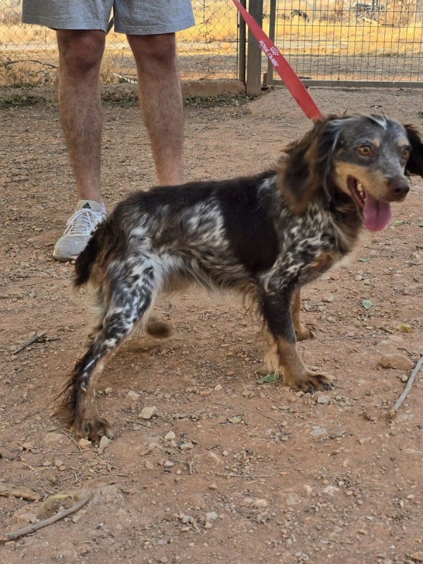 Cari - Chien Epagneul Breton x Setter Anglais à adopter - photo 2