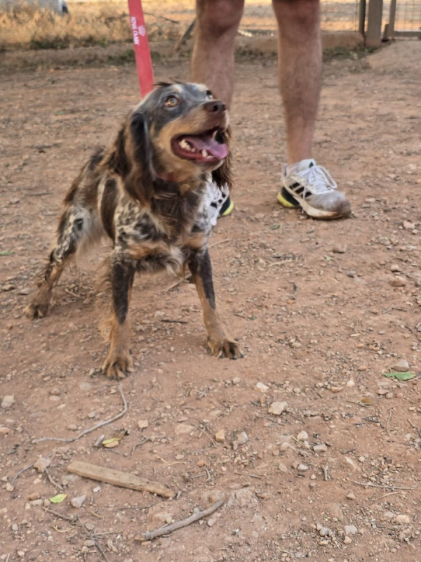Cari - Chien Epagneul Breton x Setter Anglais à adopter - photo 4