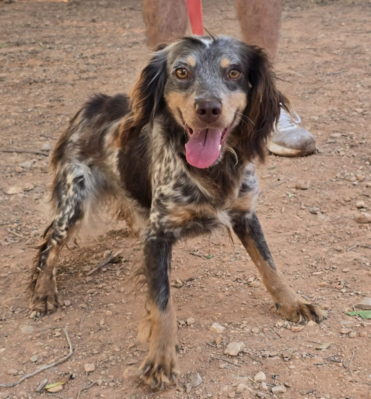 Cari - Chien Epagneul Breton x Setter Anglais à adopter