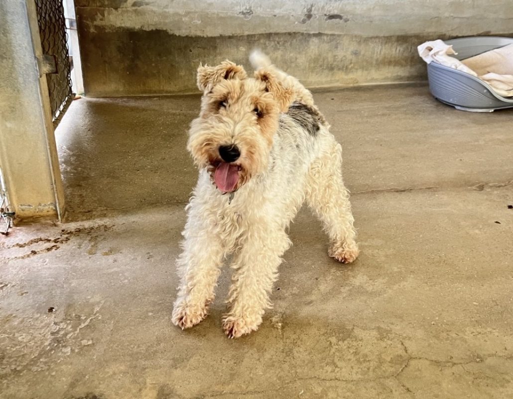 Arthur - Chien à adopter