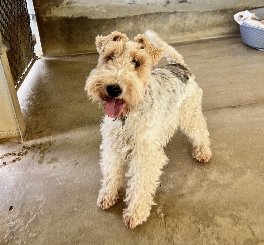 Arthur - Chien à adopter - photo 2