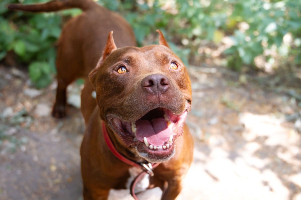 Bandy - Chien American Bully à adopter