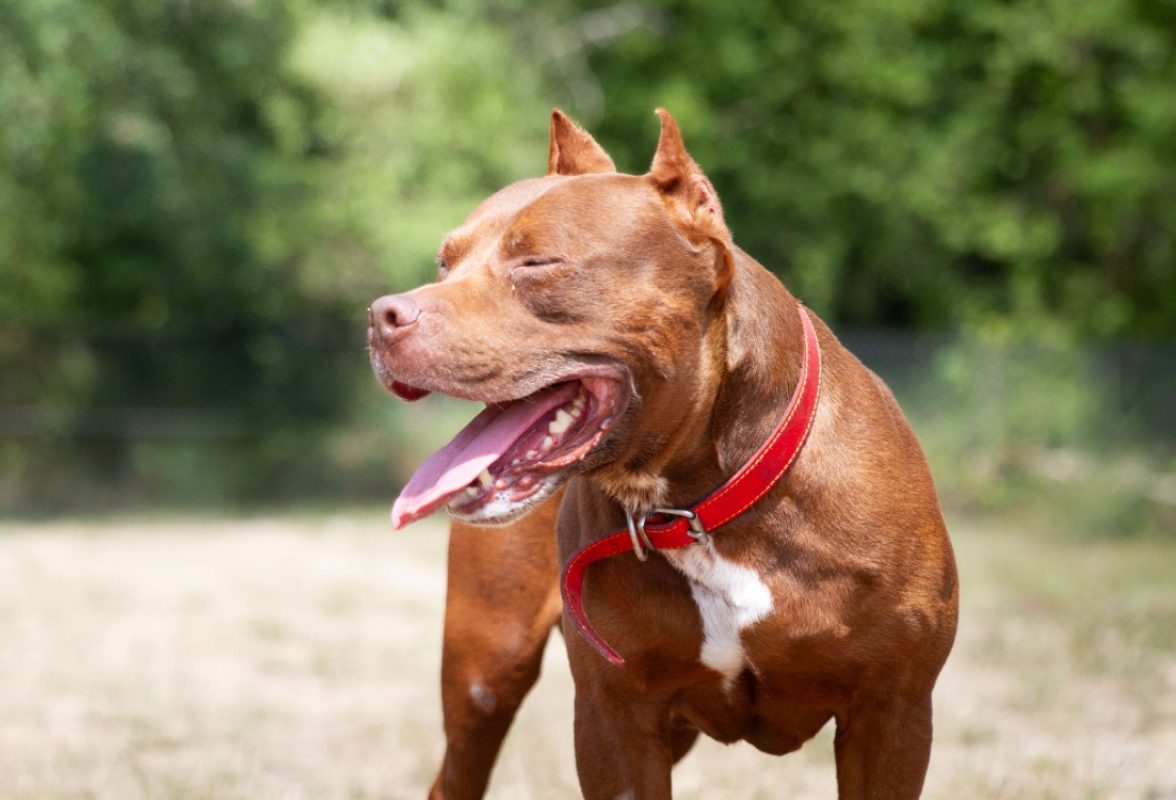 Bandy - Chien American Bully à adopter - photo 3