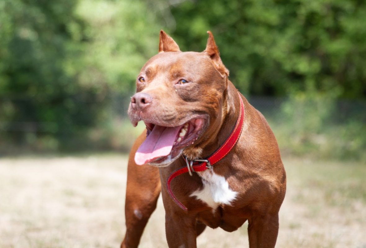 Bandy - Chien American Bully à adopter - photo 4