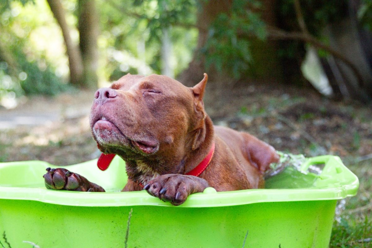 Bandy - Chien American Bully à adopter - photo 6