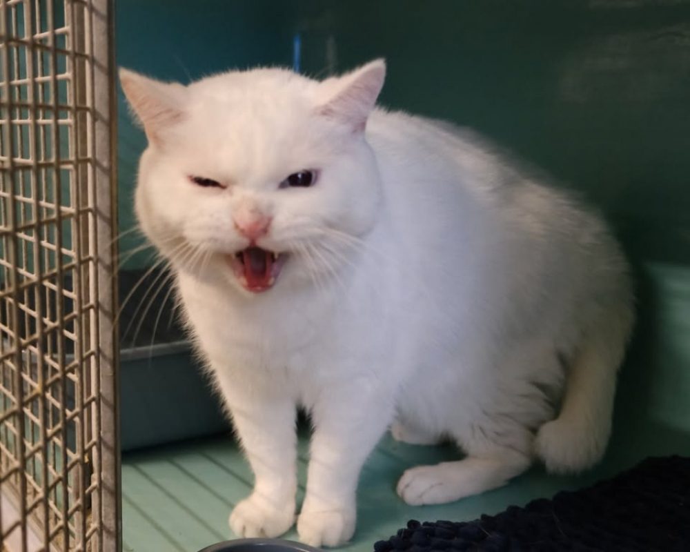 Naruto - Chat Européen à adopter
