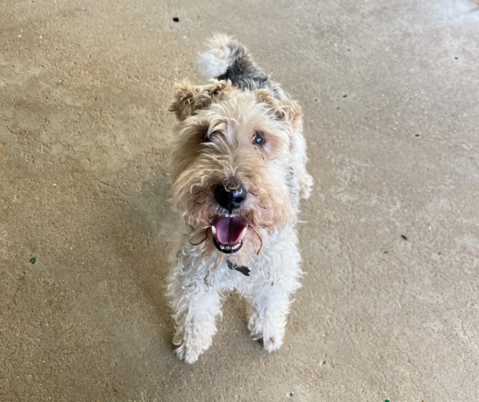 Alfred - Chien à adopter