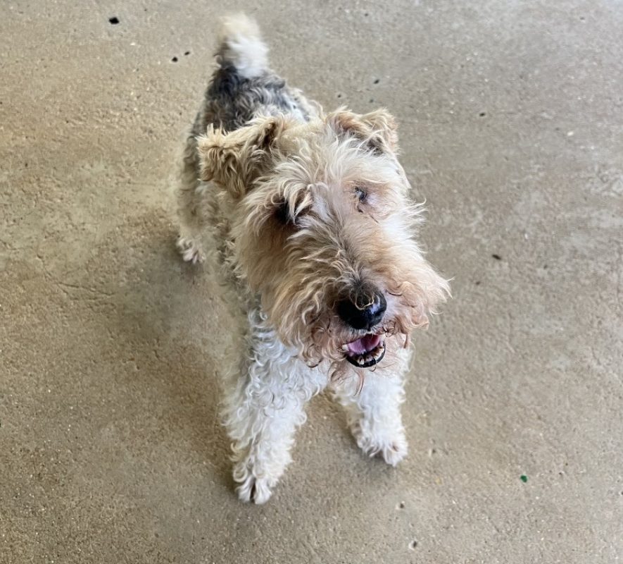 Alfred - Chien à adopter - photo 2