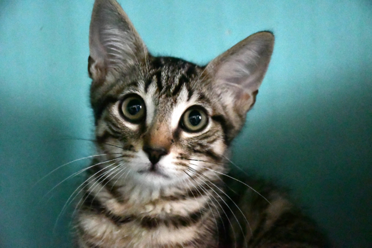 Oggy - Chat Européen à adopter