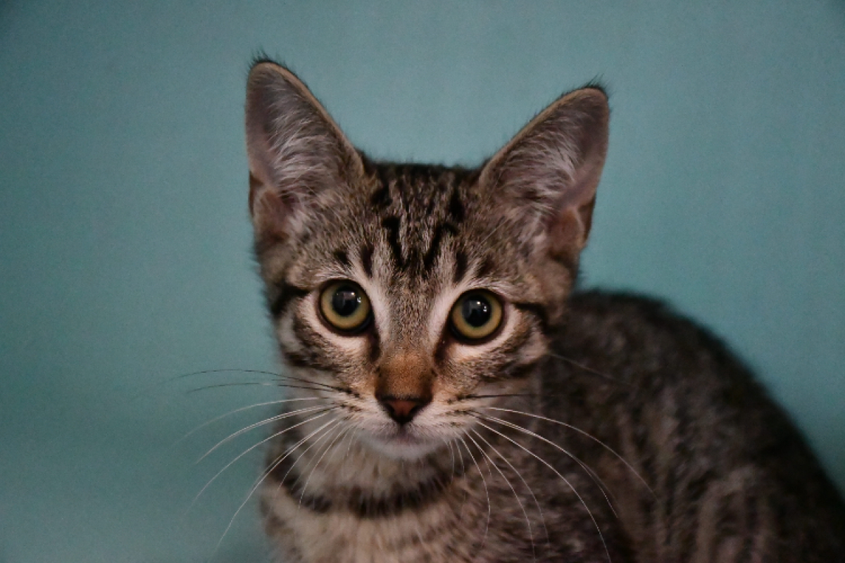 Olie - Chat Européen à adopter