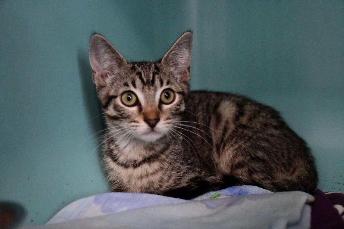 Olie - Chat Européen à adopter - photo 2