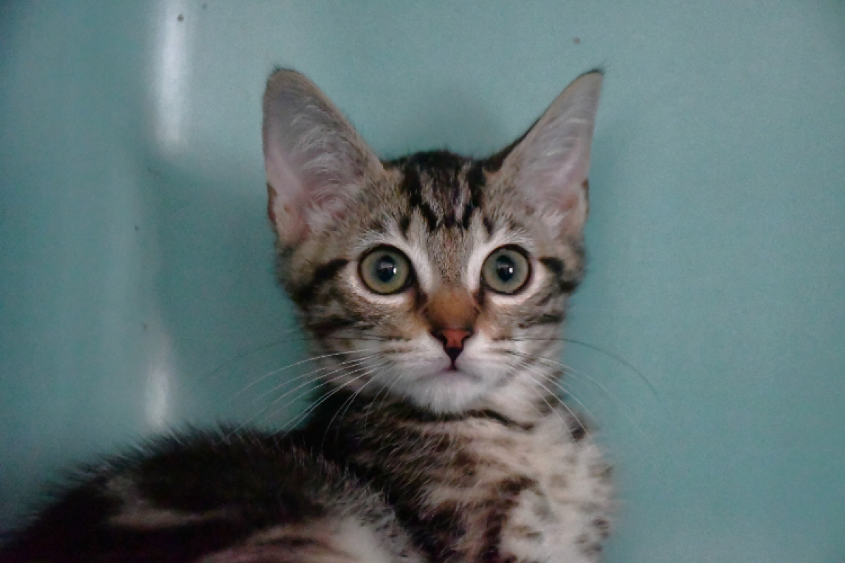 Savana - Chat Européen à adopter