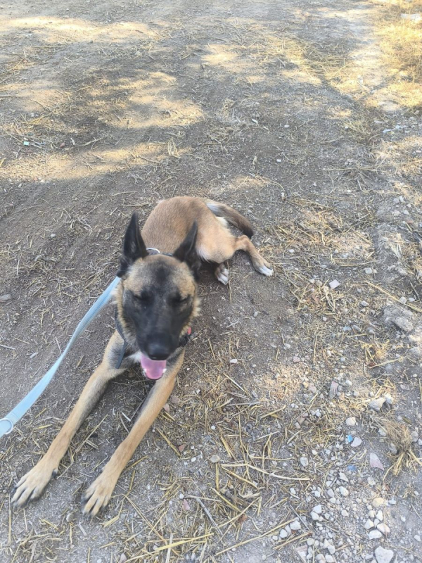 NELSON - Chien Berger Belge à adopter - photo 5