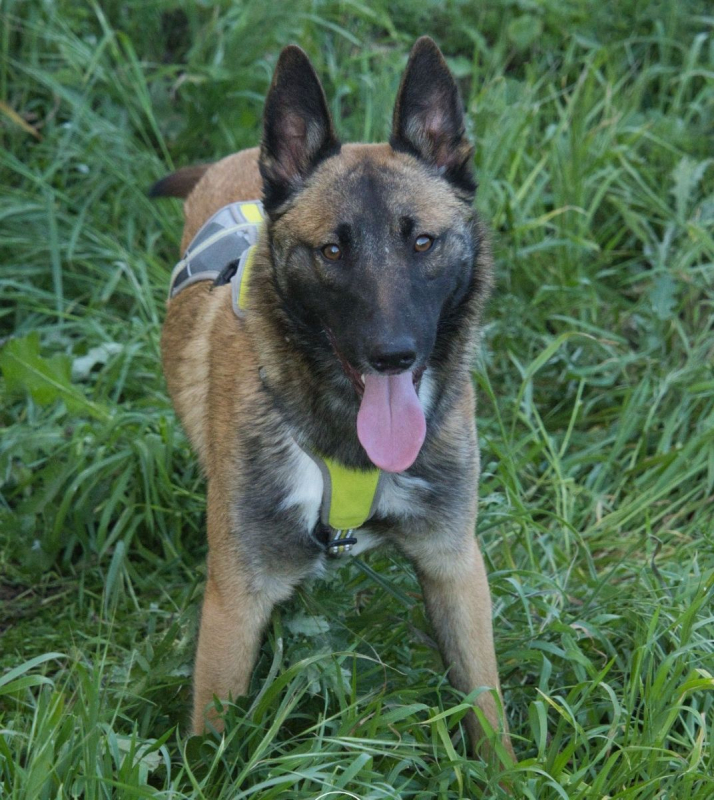 NELSON - Chien Berger Belge à adopter