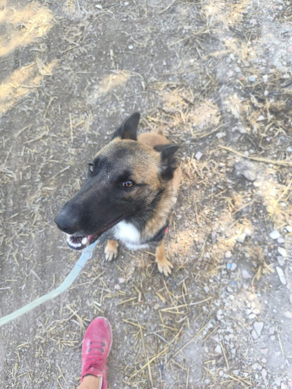 NELSON - Chien Berger Belge à adopter - photo 7