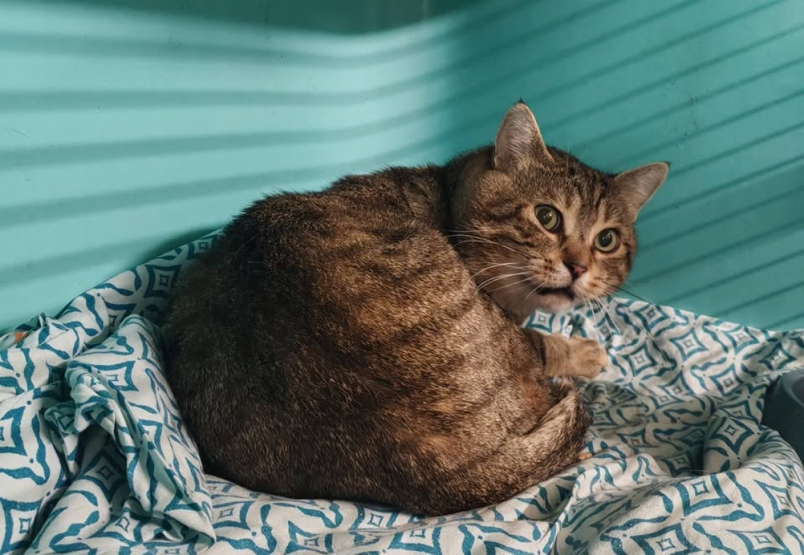 Mimoune - Chat Européen à adopter
