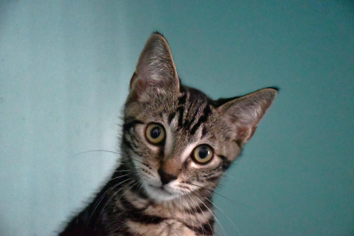 Danny - Chat Européen à adopter