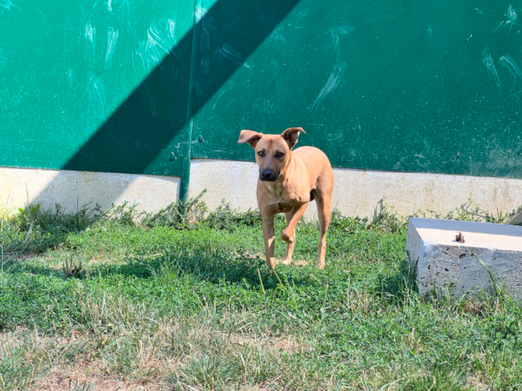 Bingo - Chien Berger à adopter