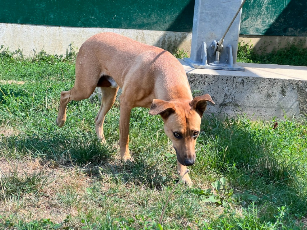 Bingo - Chien Berger à adopter - photo 2