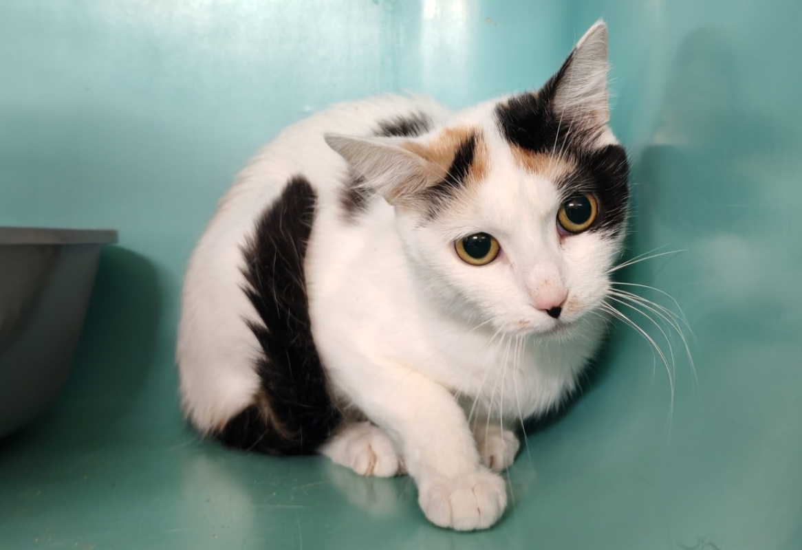 Bianca - Chat Européen à adopter