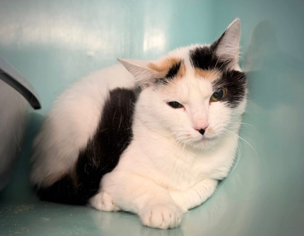 Bianca - Chat Européen à adopter