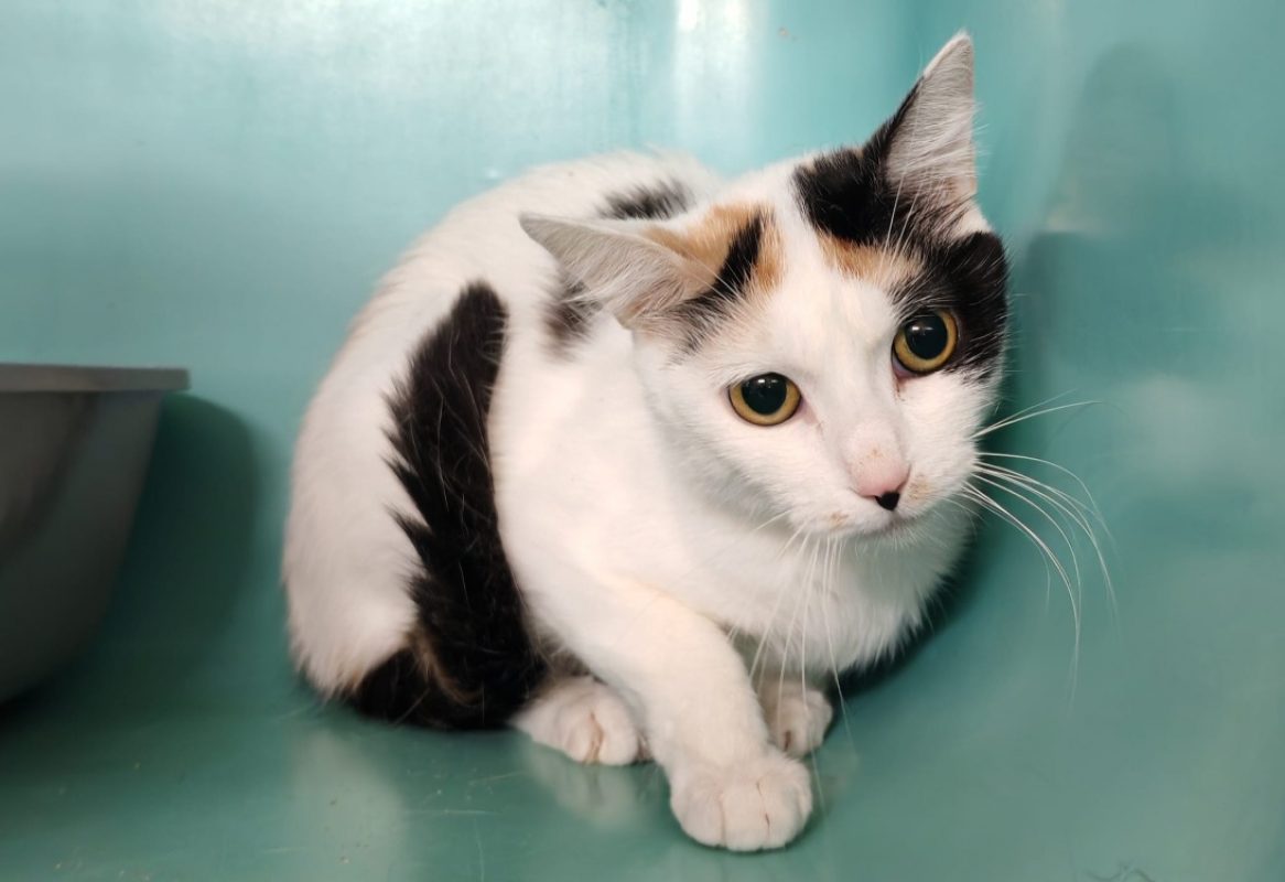 Bianca - Chat Européen à adopter - photo 2