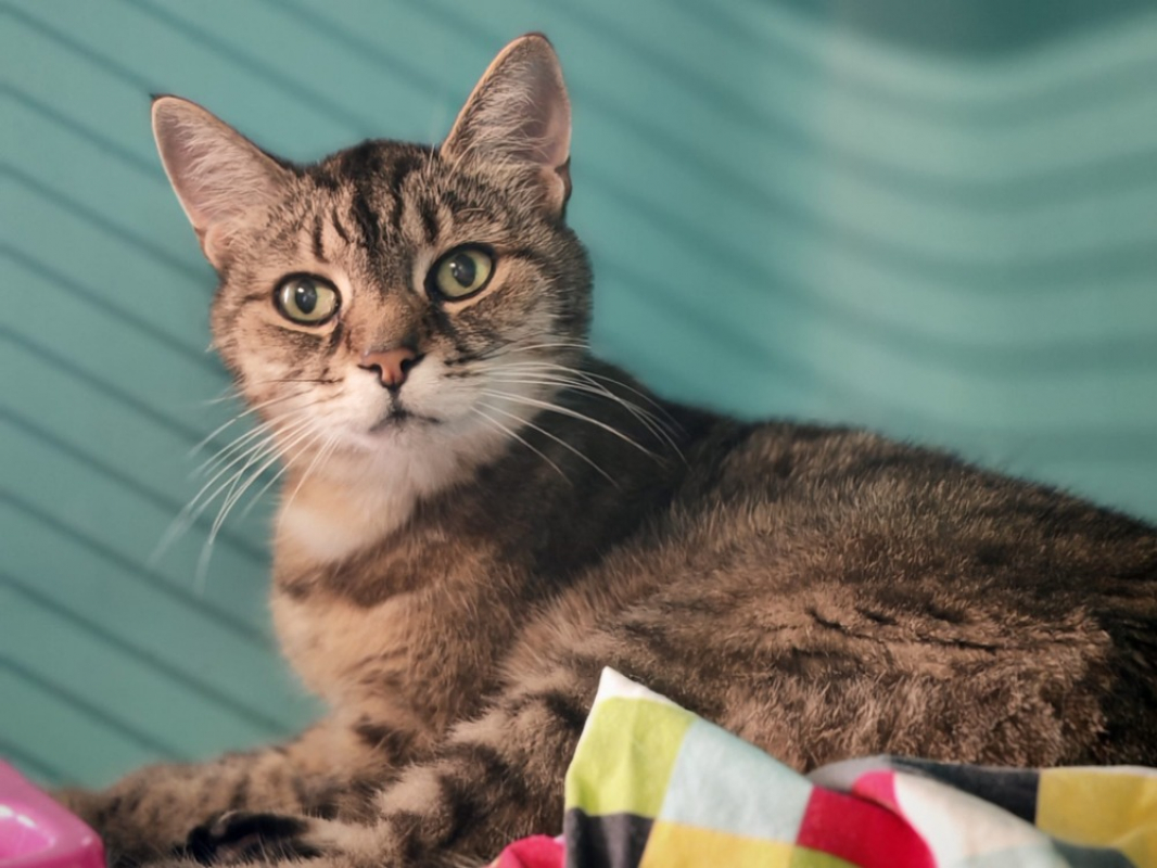 Tia - Chat Européen à adopter