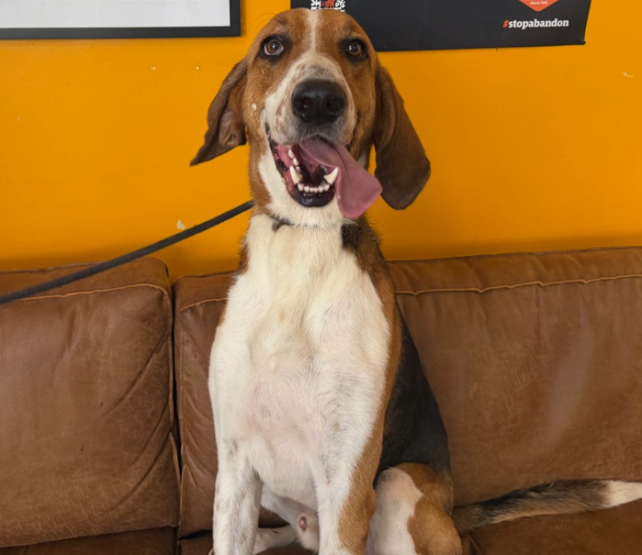 Hades - Chien à adopter