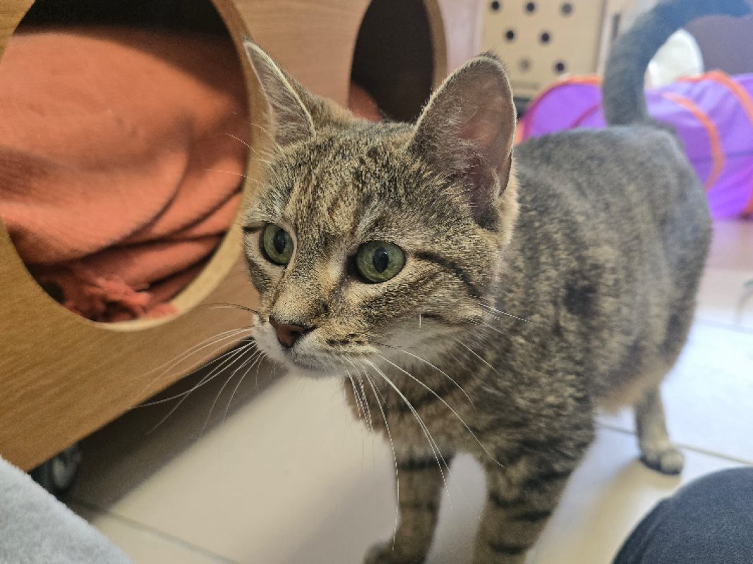 Caline - Chat Européen à adopter - photo 2