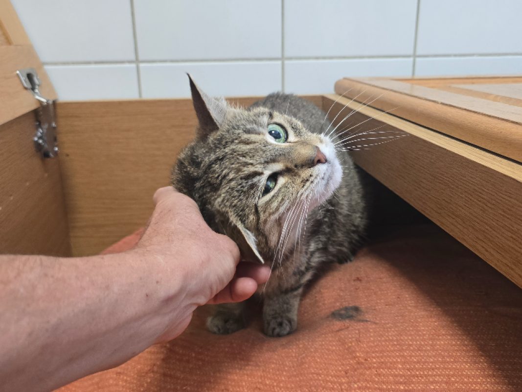 Caline - Chat Européen à adopter - photo 3