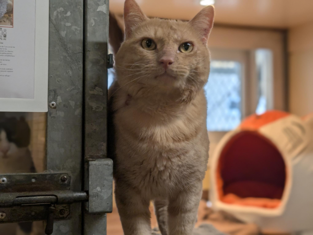 Bibichou - Chat Européen à adopter