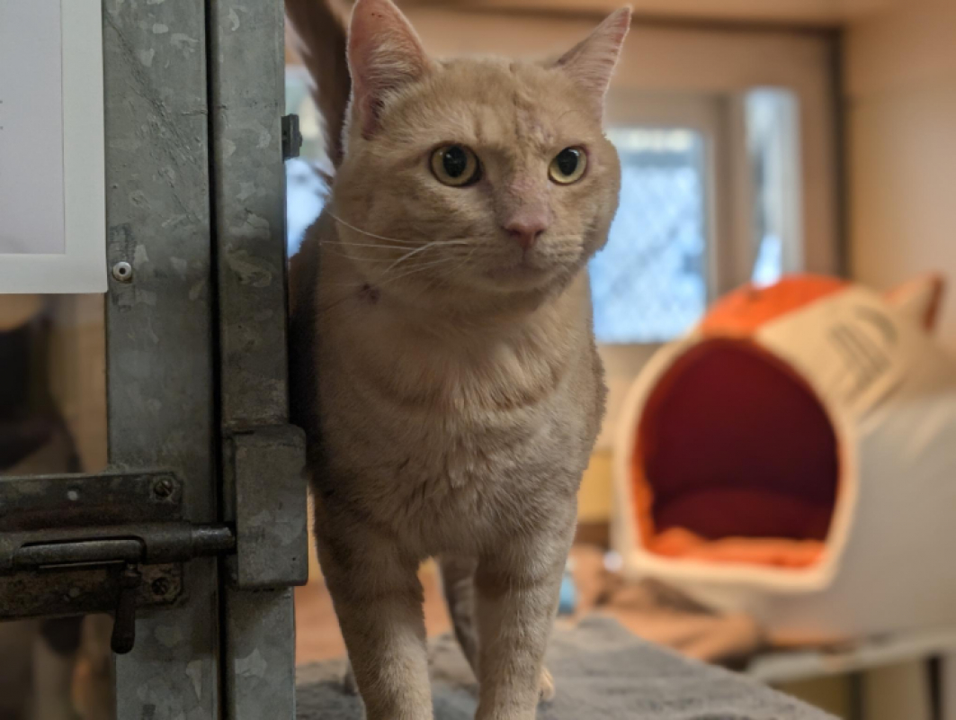 Bibichou - Chat Européen à adopter - photo 2