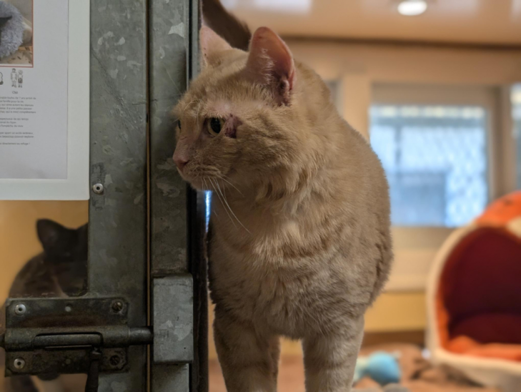 Bibichou - Chat Européen à adopter - photo 3